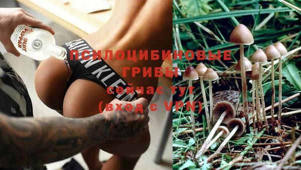 хмурый Белокуриха